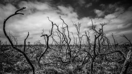 Scorched Earth. A black and White shot of the burnt stubble on Haddon Hill.