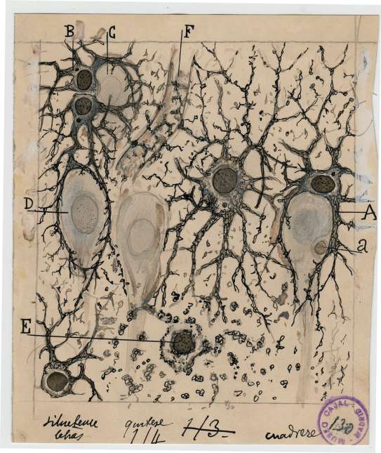 ramon y cajal astrocytes in hippocampus