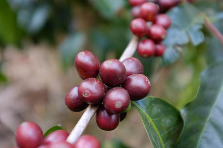 Coffee Beans Typica in Costa Rica -CoffeeInside