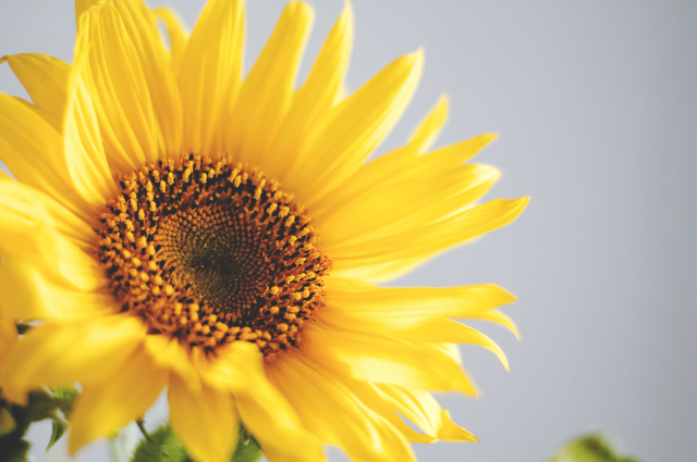 sun flower.jpg