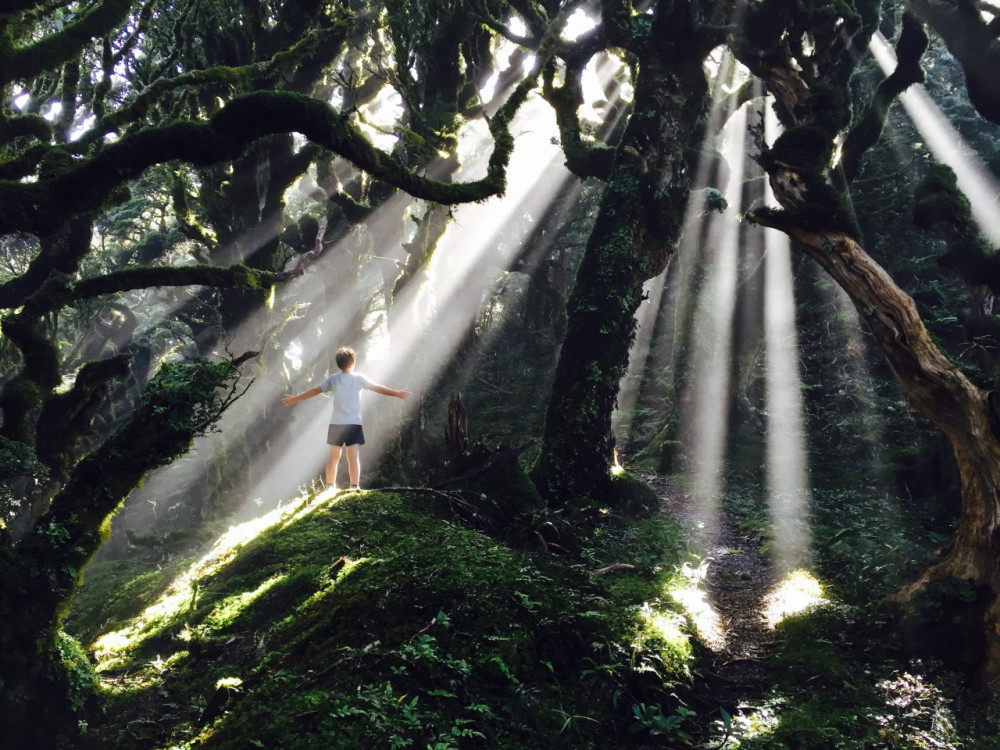 Sunrays-through-bush.Tararuas.Duncan-Thomson-1