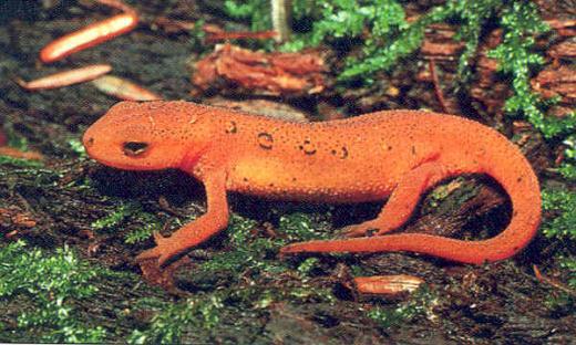 redspottednewt