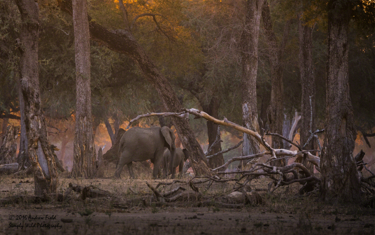 Elephants at Sunset_2016_10_15_3329