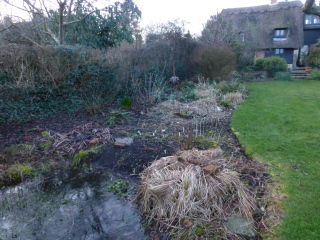 Back garden in winter