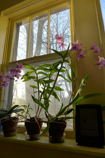 Orchids in the cold
