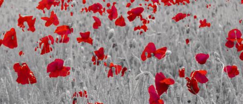 In Flanders Fields Cinematic Poem Short Film Directed by Tim Mountain 2017