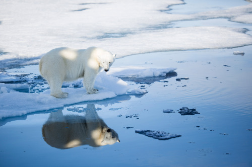 Svalbard polar bear_Aars August 2015-NP058930_press release