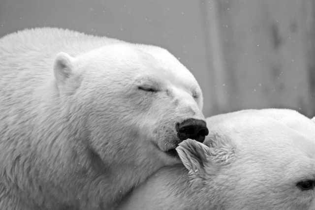 polar-bear-bear-teddy-sleep-65289